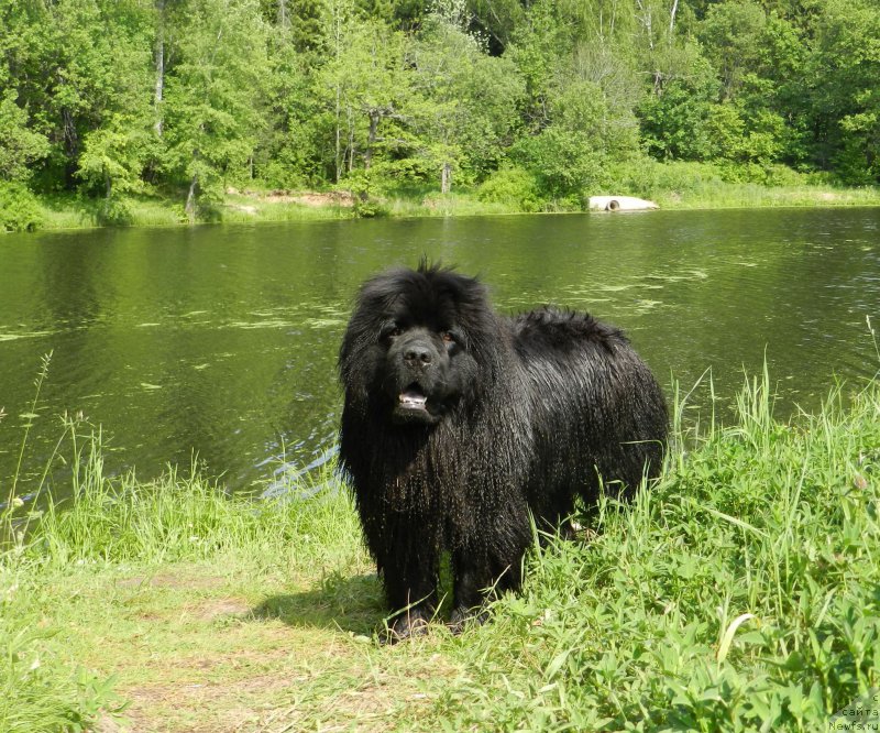 Фото: ньюфаундленд Забава Путятишна