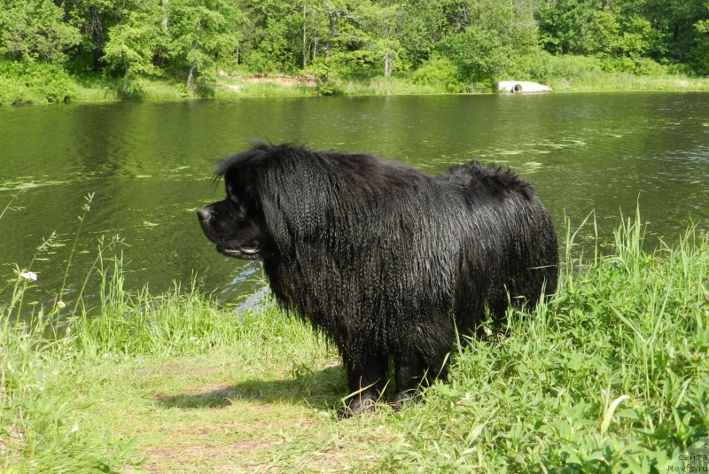 Фото: ньюфаундленд Забава Путятишна