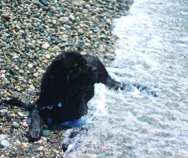 Фото: ньюфаундленд Черный Чанк с Берега Дона (Chernyj Chank s Berega Dona)