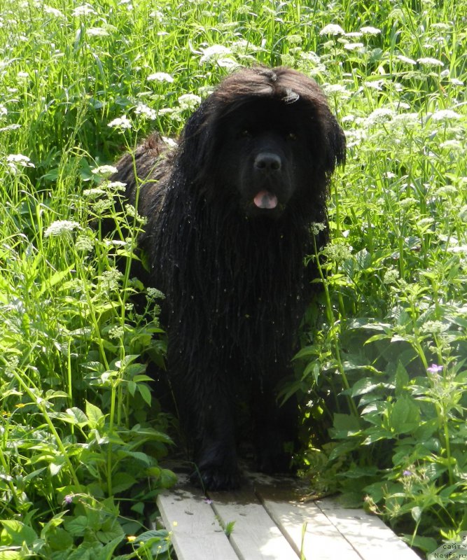 Фото: ньюфаундленд Забава Путятишна