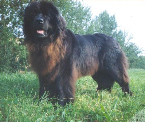 Фото: ньюфаундленд Европа