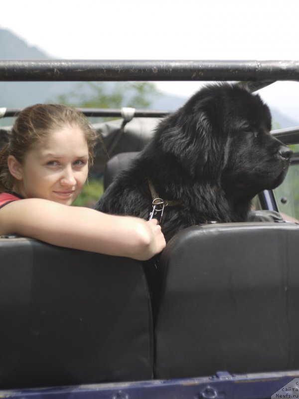 Фото: ньюфаундленд Черный Чанк с Берега Дона (Chernyj Chank s Berega Dona)