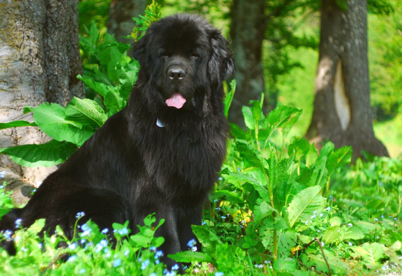 Фото: ньюфаундленд Черный Чанк с Берега Дона (Chernyj Chank s Berega Dona)