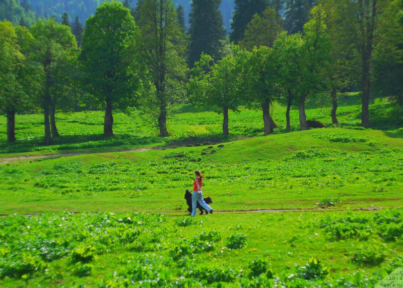 Фото: ньюфаундленд Черный Чанк с Берега Дона (Chernyj Chank s Berega Dona)