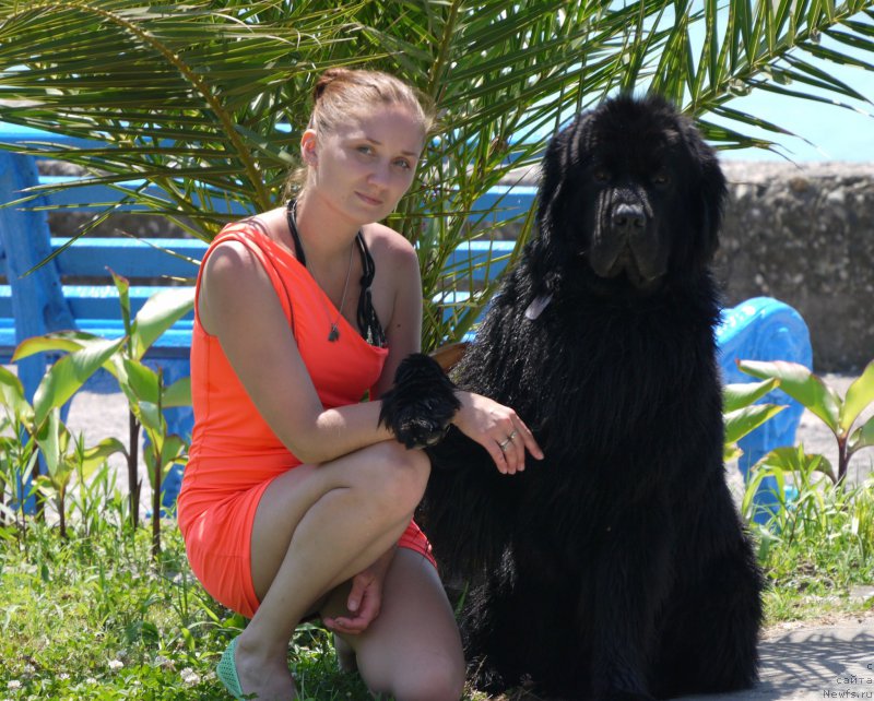 Фото: ньюфаундленд Черный Чанк с Берега Дона (Chernyj Chank s Berega Dona)