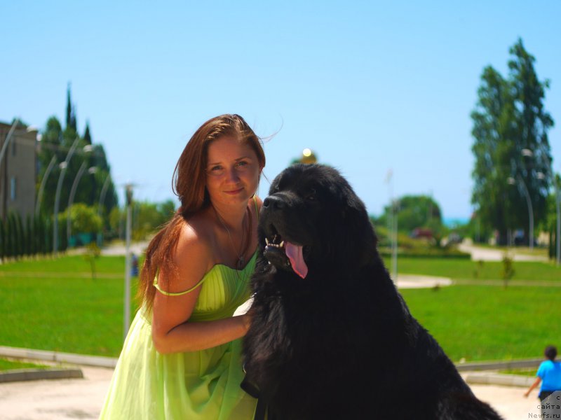 Фото: ньюфаундленд Черный Чанк с Берега Дона (Chernyj Chank s Berega Dona)