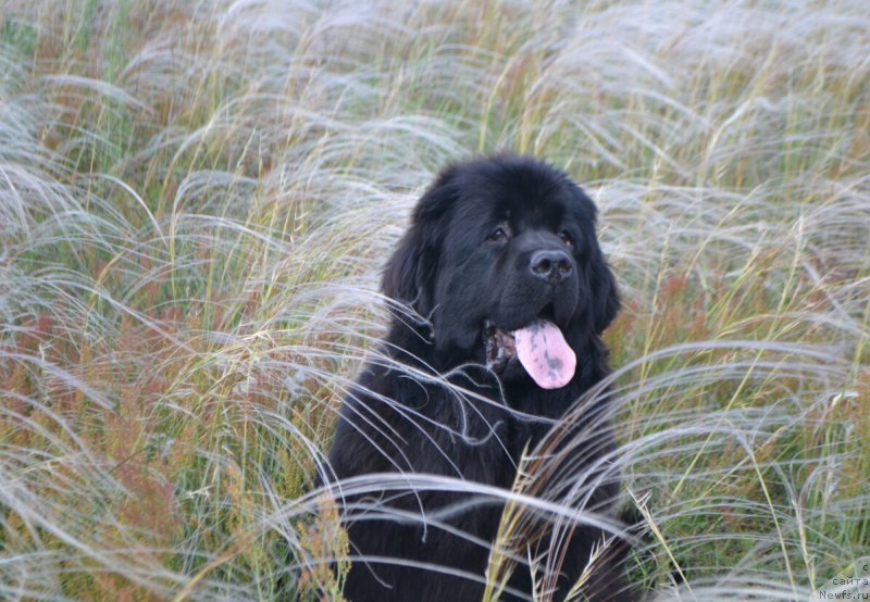 Фото: ньюфаундленд Многоликая Богиня Манифик (Mnogolikaya Boginya Manifik)