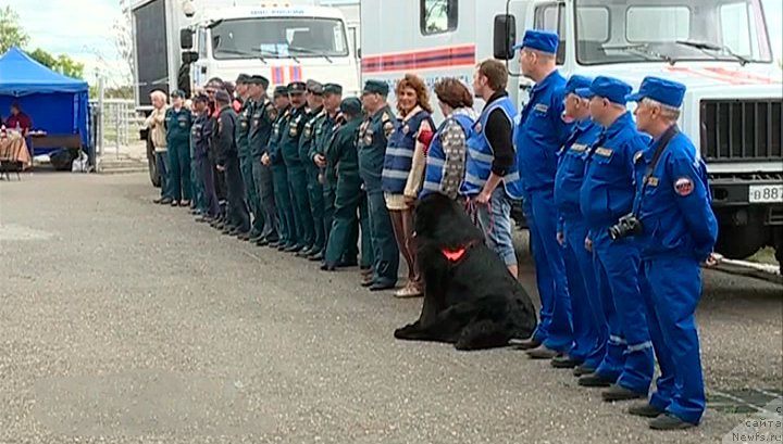 Фото: ньюфаундленд Радомир из Племени Кедра, Татьяна Шелковникова