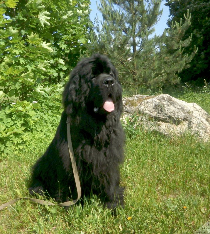 Фото: ньюфаундленд Фанньюф Гесер Гуд Вилл