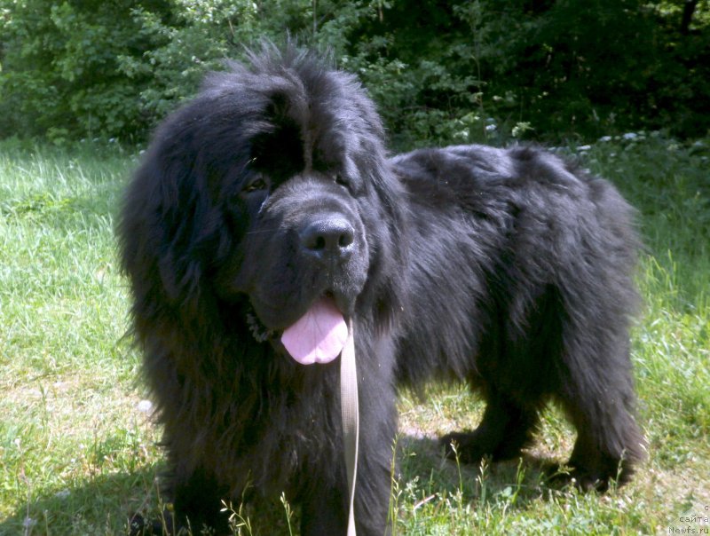 Фото: ньюфаундленд Фанньюф Гесер Гуд Вилл