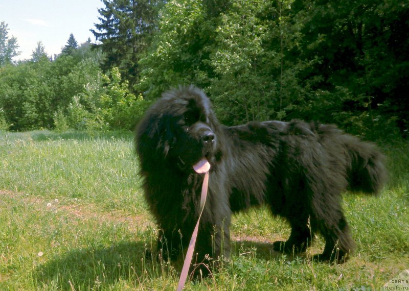 Фото: ньюфаундленд Фанньюф Гесер Гуд Вилл
