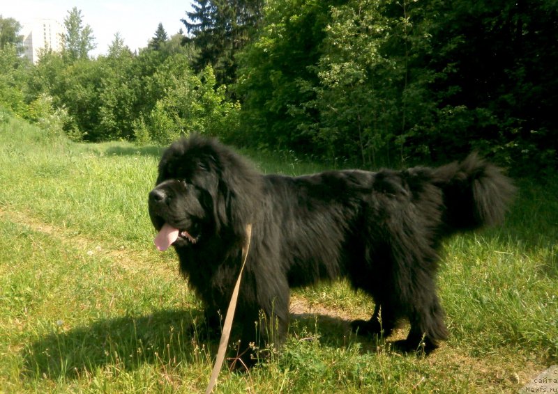 Фото: ньюфаундленд Фанньюф Гесер Гуд Вилл