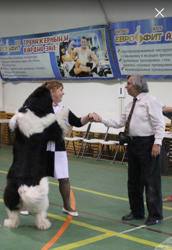 Фото: ньюфаундленд Аквиан Сонг Карамель