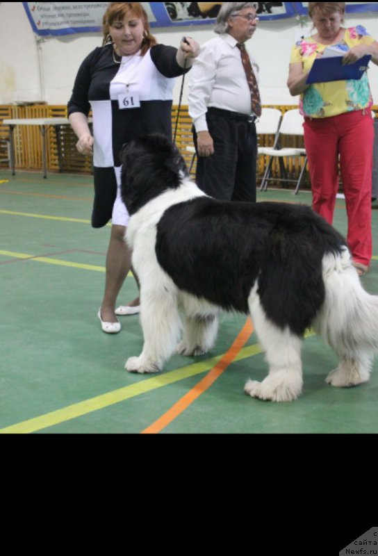 Фото: ньюфаундленд Аквиан Сонг Карамель