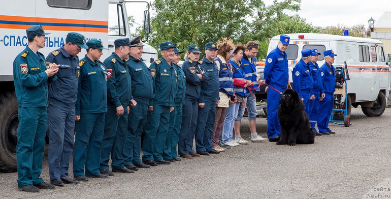 Фото: ньюфаундленд Радомир из Племени Кедра