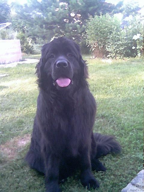 Фото: ньюфаундленд Пчёлкин Дом Аквилегия