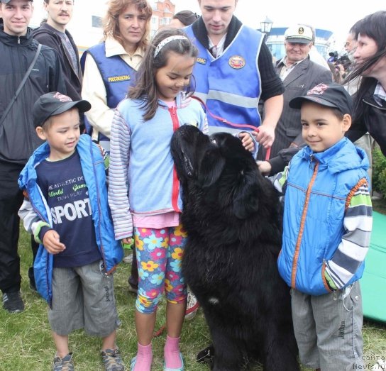 Фото: ньюфаундленд Радомир из Племени Кедра