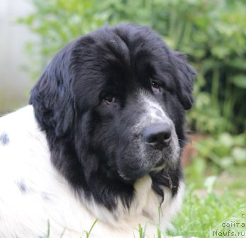 Фото: ньюфаундленд Сент Джонс Исида