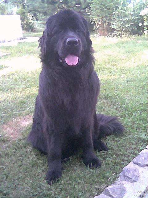 Фото: ньюфаундленд Пчёлкин Дом Аквилегия