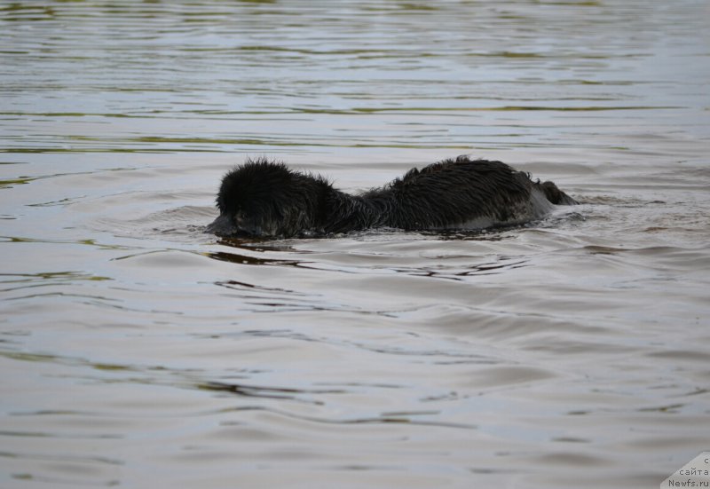 Фото: ньюфаундленд Многоликая Богиня Манифик (Mnogolikaya Boginya Manifik)