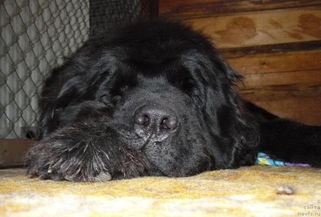 Фото: ньюфаундленд Берта (Berta)