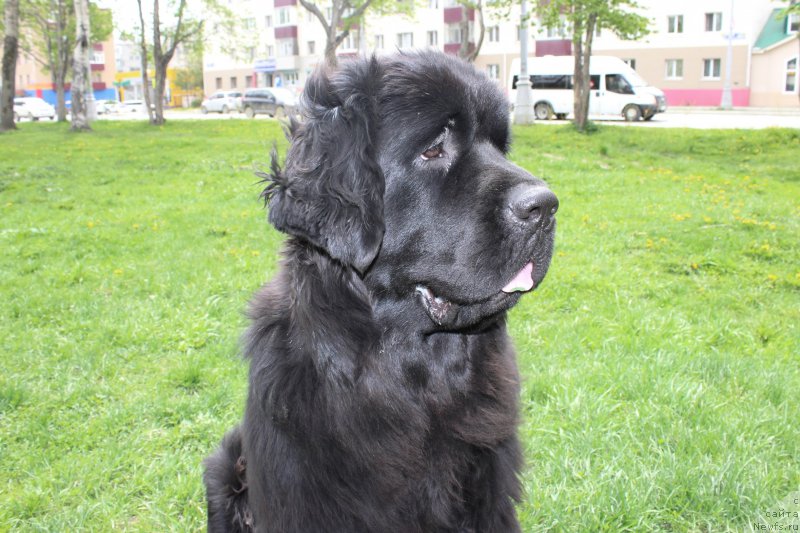 Фото: ньюфаундленд Черная Мафия Ше ис а Ладу (Chernaya Mafia She is a Lady)