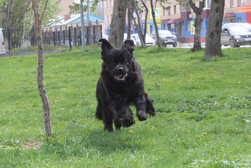 Фото: ньюфаундленд Черная Мафия Ше ис а Ладу (Chernaya Mafia She is a Lady)