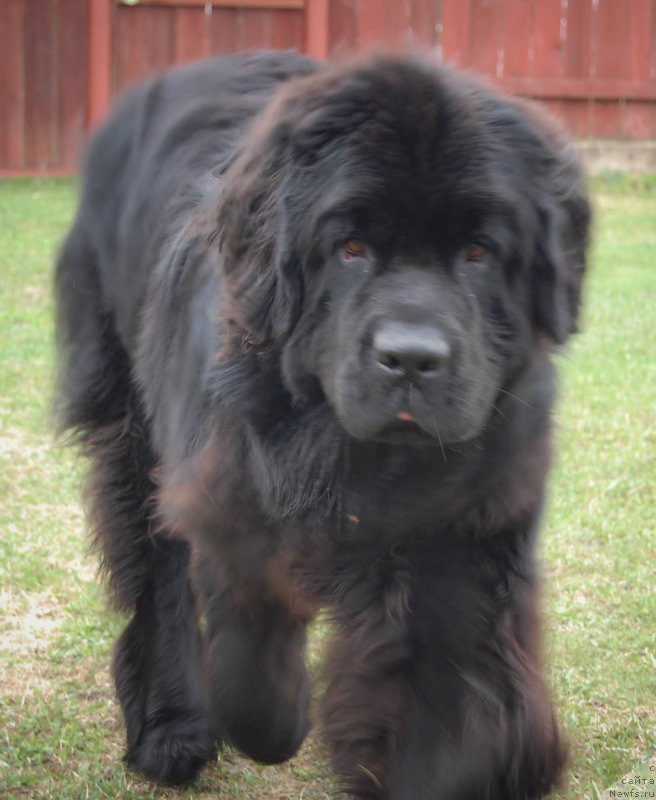 Фотография № 184474