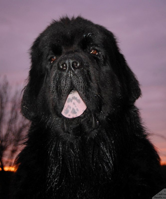 Фото: ньюфаундленд Черная Мафия Шот ин тхе Дарк (Chernaya Mafia Shot in the Dark)