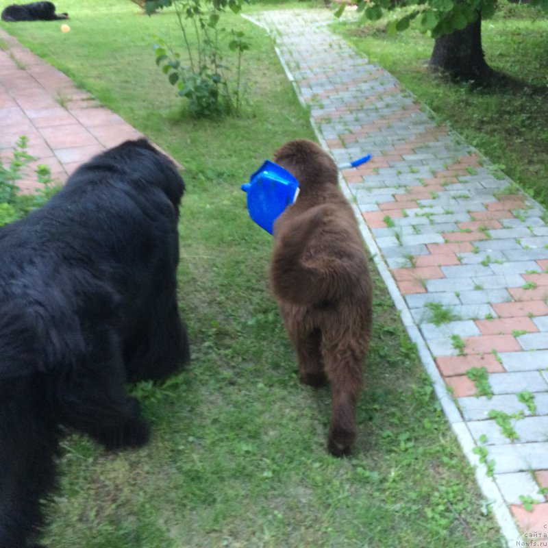 Фото: ньюфаундленд Рестайлинг Фром Шипмэн, ньюфаундленд Ньюфорт Васаби