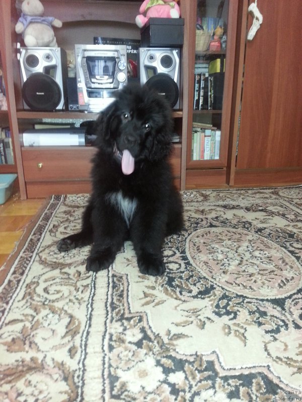 Фото: ньюфаундленд Кипер Соул Симба