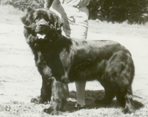 Фото: ньюфаундленд Ай Сента Глес Бей