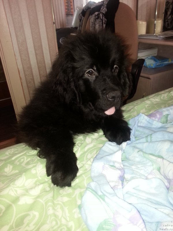 Фото: ньюфаундленд Кипер Соул Симба