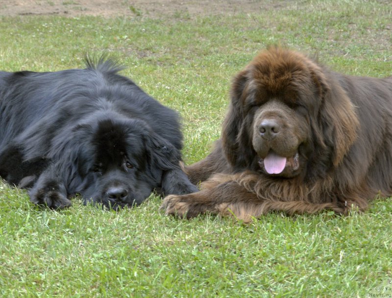 Фото: ньюфаундленд Акватория Келвин Кадриль (Aquatoriya Kelvin Kadril), ньюфаундленд I Follow The Sun de L'Etoile de Cyrice, наблюдают за детками