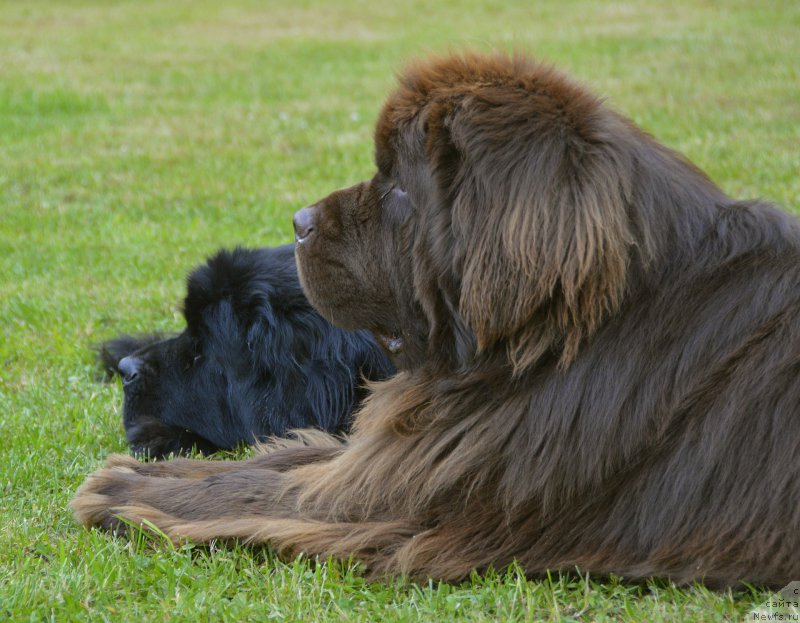 Фото: ньюфаундленд Акватория Келвин Кадриль (Aquatoriya Kelvin Kadril), и, ньюфаундленд I Follow The Sun de L'Etoile de Cyrice, наблюдают за детками
