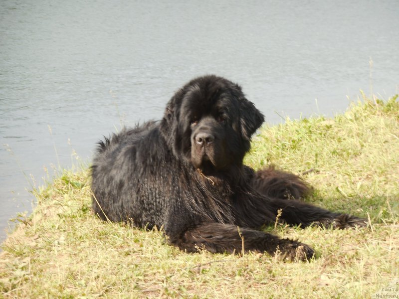 Фото: ньюфаундленд Кипер Соул Лайон Хэерт