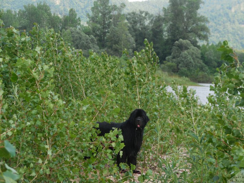 Фото: ньюфаундленд Кипер Соул Лайон Хэерт