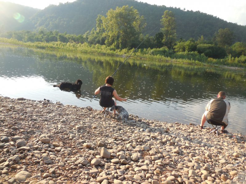 Фото: ньюфаундленд Кипер Соул Лайон Хэерт