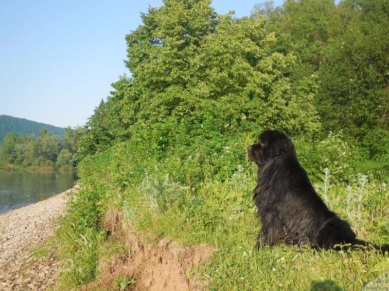 Фото: ньюфаундленд Кипер Соул Лайон Хэерт