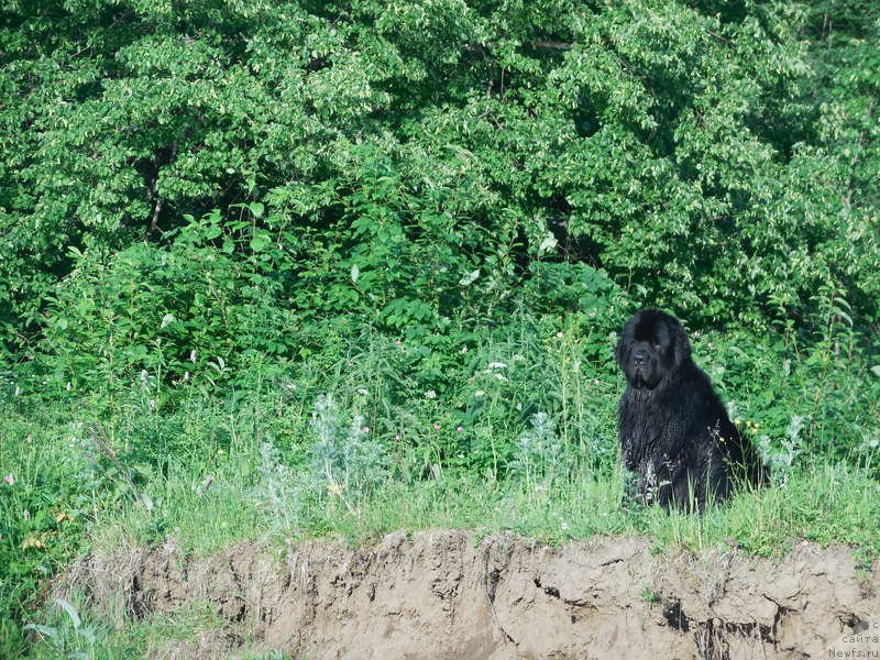 Фото: ньюфаундленд Кипер Соул Лайон Хэерт