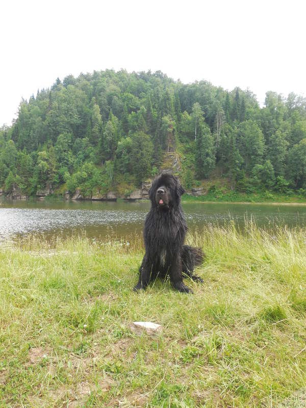 Фото: ньюфаундленд Кипер Соул Лайон Хэерт