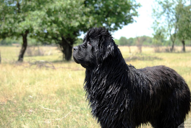 Фото: ньюфаундленд Хариетта Ембодимент оф а Греат Претендер (Harrieta Embodiment of a Great Pretender)
