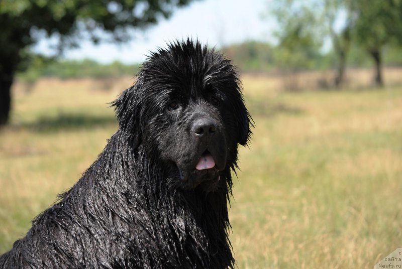 Фото: ньюфаундленд Хариетта Ембодимент оф а Греат Претендер (Harrieta Embodiment of a Great Pretender)