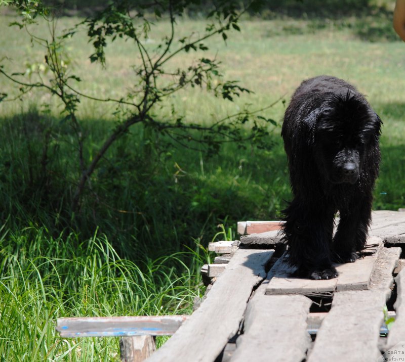 Фото: ньюфаундленд Хариетта Ембодимент оф а Греат Претендер (Harrieta Embodiment of a Great Pretender)
