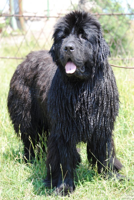 Фото: ньюфаундленд Хариетта Ембодимент оф а Греат Претендер (Harrieta Embodiment of a Great Pretender)