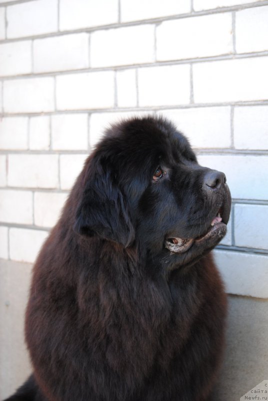 Фотография № 184549