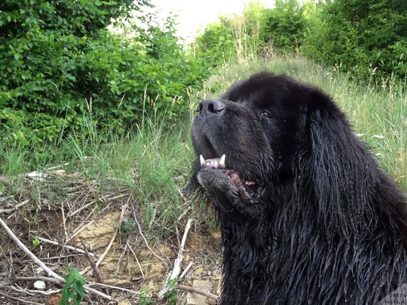 Фото: ньюфаундленд Потап Фидель