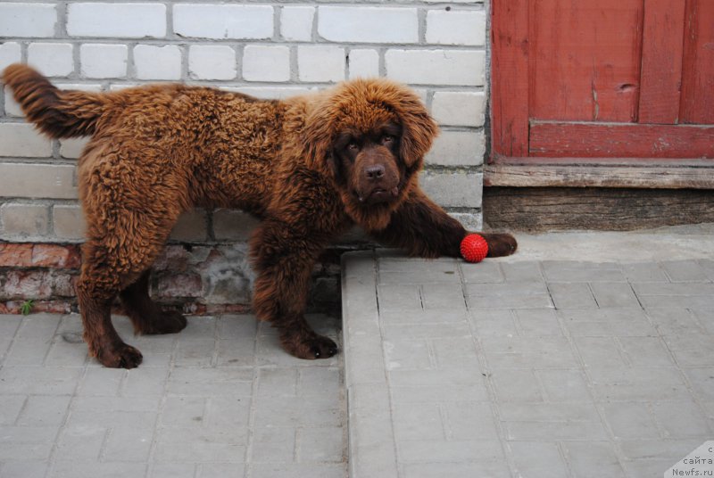 Фото: ньюфаундленд Моя Стихия Король Лев