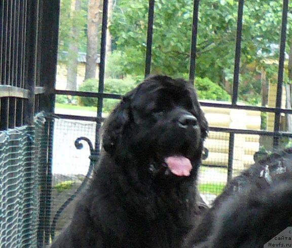 Фото: ньюфаундленд Берта (Berta)