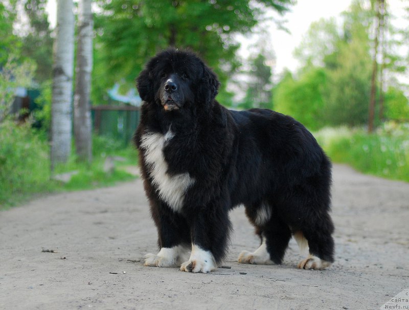 Фото: ньюфаундленд Маг Исполин Лавина (Mag Ispolin Lavina)